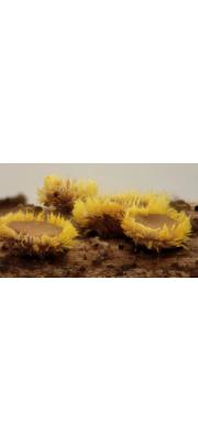 털유황종지버섯(노랑털컵버섯) (Belonidium sulphureum (Pers.) Raitv. > Dasyscyphus sulfureus (Pers.) Massee)