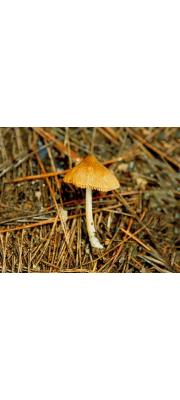원추외대버섯 (Entoloma convexum G. Stev.)