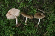 비늘난버섯 (Pluteus xylophilus (Speg.) Sing.)