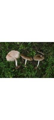 비늘난버섯 (Pluteus xylophilus (Speg.) Sing.)