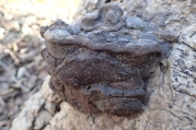 검은잔나비버섯 (Fomitopsis castanea Imaz.  > Melanoporia castanea (Imaz.) T. Hatt. & Ryv. > Nigroporus castaneus (Imaz.) Ryv.)