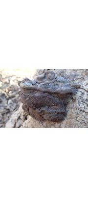 검은잔나비버섯 (Fomitopsis castanea Imaz.  > Melanoporia castanea (Imaz.) T. Hatt. &amp; Ryv. > Nigroporus castaneus (Imaz.) Ryv.)