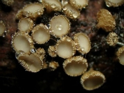 밀생황토종지버섯(밀생털컵버섯) (Brunnipila clandestina (Bull.) Baral  >D asyscyphus clandestinus (Bull.) Fuckel)