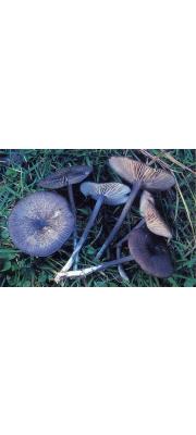 흑빛외대버섯(빛외대버섯 개칭) (Entoloma corvinum (Kühn.) Noodel.)