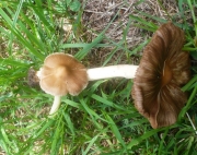이끼땀버섯 (Inocybe trechispora (Berk.) P. Karst.  > Inocybe trechispora var. trechispora (Berk.) P. Karst.)
