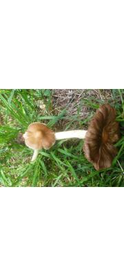 이끼땀버섯 (Inocybe trechispora (Berk.) P. Karst.  > Inocybe trechispora var. trechispora (Berk.) P. Karst.)