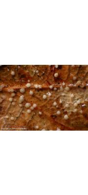 잔받침버섯(작은잔받침버섯) (Calycellina punctata (Fr.) Lowen &amp; Dum. > C. punctiformis (Grev.) Hohn)