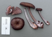 네모외대버섯 (Entoloma cuboideum Hesler)