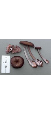 네모외대버섯 (Entoloma cuboideum Hesler)