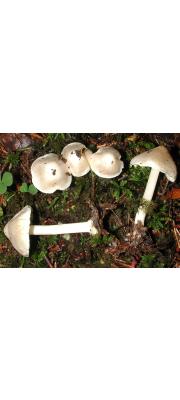 흰땀버섯 (Inocybe umbratica Quél.)