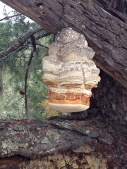말굽잔나비버섯 (Fomitopsis offcinalis (Vill.) Bond. & Sing.  > Laricifomes officinalis (Vill.) Kotl. & Pouz.)
