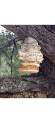 말굽잔나비버섯 (Fomitopsis offcinalis (Vill.) Bond. &amp; Sing.  > Laricifomes officinalis (Vill.) Kotl. &amp; Pouz.)