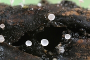 새싹대종지버섯(새싹주발버섯아재비) (Gemmina gemminarum (Boud.) Raitv. > Pezizella gemmarum (Boud.) Denis)