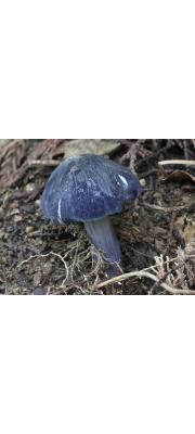 가지외대버섯 (Entoloma cyanonigrum (Hongo) Hongo  > Entoloma subnitidum f. cyanonigrum Hongo > Rhodophyllus subnitidus f. cyanoniger (Hongo) Hongo >Rhodophyllus cyanoniger (Hongo) Hongo)