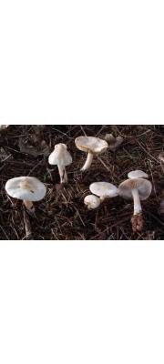 좀흰땀버섯 (Inocybe whitei (Berkk. &amp; Br.) Sacc.)
