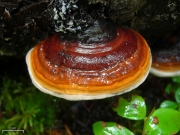 잔나비버섯(소나무잔나비버섯) (Fomitopsis pinicola (Sw.) P. Karst.)