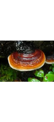 잔나비버섯(소나무잔나비버섯) (Fomitopsis pinicola (Sw.) P. Karst.)