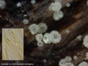 흰털단지버섯 (Hyaloscypha leuconica (Cke.) Nannf.)