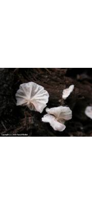 빈외대버섯 (Entoloma depluens (Batch) Hesler  > Rhodophyllus depluens (Batch) Quél.)