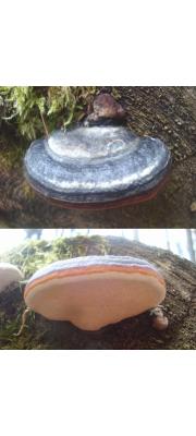 장미잔나비버섯 (Fomitopsis rosea (Albert. &amp; Schw.) Karst.)