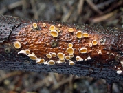 양모털종지버섯(노란양모접시버섯) (Lachnellula calyciformis (Wild.) Dharne)