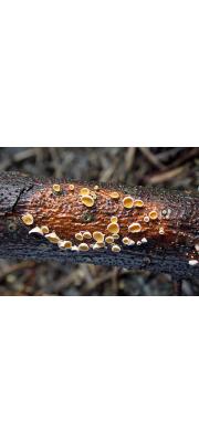 양모털종지버섯(노란양모접시버섯) (Lachnellula calyciformis (Wild.) Dharne)