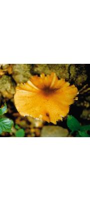 여우외대버섯 (Entoloma dolosum Corner &amp; Horak)