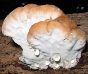 물방울잔나비버섯 (Fomitopsis spraguei (Berk. & Curt.) Gilb. & Ryv.)