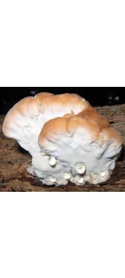 물방울잔나비버섯 (Fomitopsis spraguei (Berk. &amp; Curt.) Gilb. &amp; Ryv.)