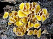 노른자털종지버섯(암적색털종지버섯) (Lachnellula fuscosanguinea (Rhem) Dennis)