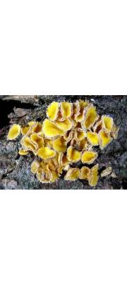 노른자털종지버섯(암적색털종지버섯) (Lachnellula fuscosanguinea (Rhem) Dennis)