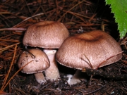 진갈색주름버섯 (Agaricus subrutilescens (Kauffm.) Hots. & Stuntz)