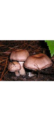 진갈색주름버섯 (Agaricus subrutilescens (Kauffm.) Hots. &amp; Stuntz)