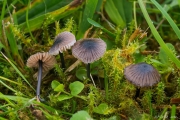 하늘색외대버섯 (Entoloma cyanulum (Lasch) Noordel.)