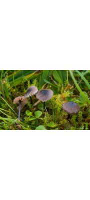 하늘색외대버섯 (Entoloma cyanulum (Lasch) Noordel.)