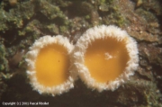 가루털종지버섯 (Lachnellula pseudofarinacea (Crouan) Dennis > Trichoscyphella pseudofarinacea(Crouan) Le Gal)