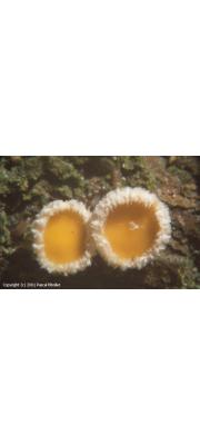 가루털종지버섯 (Lachnellula pseudofarinacea (Crouan) Dennis > Trichoscyphella pseudofarinacea(Crouan) Le Gal)