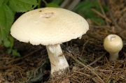낙엽송주름버섯(큰포자주름버섯) (Agaricus urinascens (Schäff. & Møller) Singer > Agaricus urinascens var. excellens (Møller) Nauta > Agaricus excellens (Møller) Møller, > Agaricus macrosporus (Møll. & Schaeff.) Pilát)