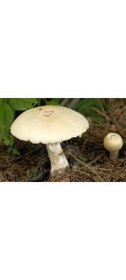 낙엽송주름버섯(큰포자주름버섯) (Agaricus urinascens (Schäff. &amp; Møller) Singer > Agaricus urinascens var. excellens (Møller) Nauta > Agaricus excellens (Møller) Møller, > Agaricus macrosporus (Møll. &amp; Schaeff.) Pilát)