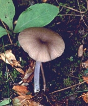 모래외대버섯 (Entoloma dunense Horak)
