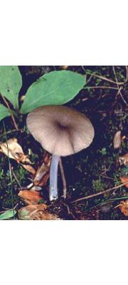 모래외대버섯 (Entoloma dunense Horak)