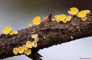 가는털종지버섯 (Lachnellula subtilissima (Cke.) Dennis)