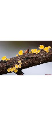 가는털종지버섯 (Lachnellula subtilissima (Cke.) Dennis)