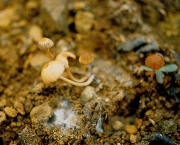 귀외대버섯 (Entoloma earlei (Murr.) Hesler)