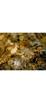 귀외대버섯 (Entoloma earlei (Murr.) Hesler)