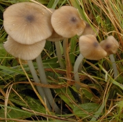 가는대외대버섯 (Entoloma exile (Fr.) Hesler)