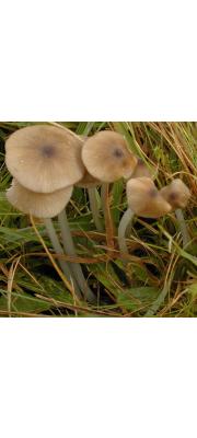 가는대외대버섯 (Entoloma exile (Fr.) Hesler)