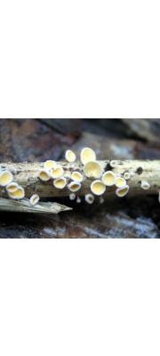 백색털컵버섯 (Lachnum apalum (Berk. &amp; Br.) Nannf.  > Dasyscyphus apalus (Berk. &amp; Br.) Dennis)