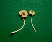 가루외대버섯 (Entoloma farinaceum Hesler)