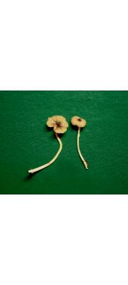 가루외대버섯 (Entoloma farinaceum Hesler)